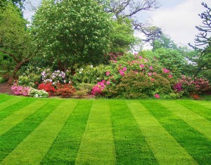 lawn-mowing-allen